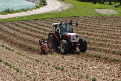 binage  des plantier