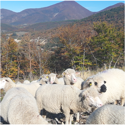 Les Brebis en pature